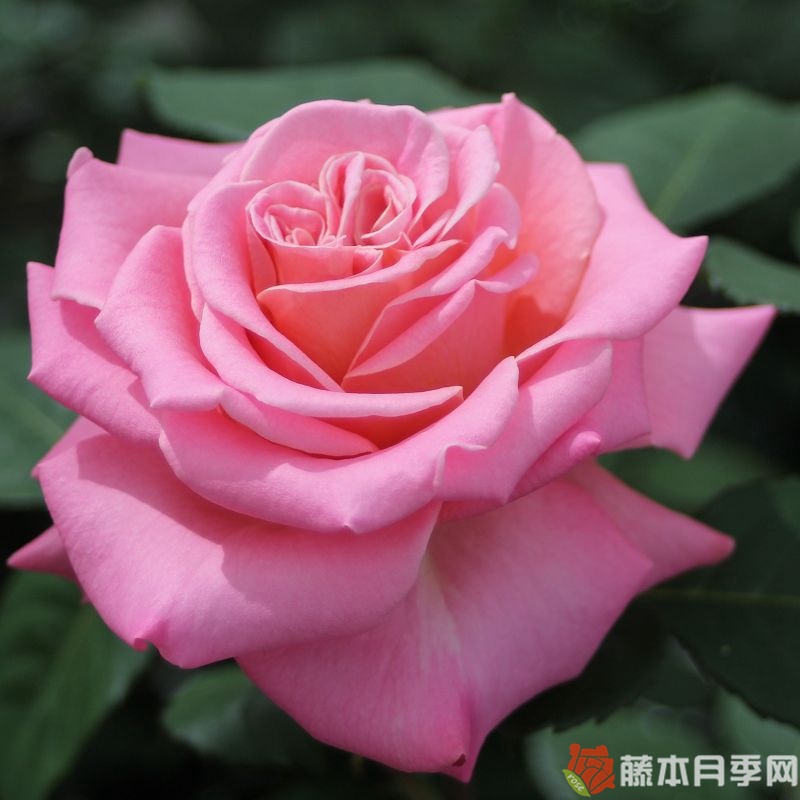 艾希莉月季 艾希莉月季