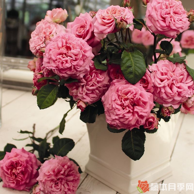 艾希莉月季 艾希莉月季