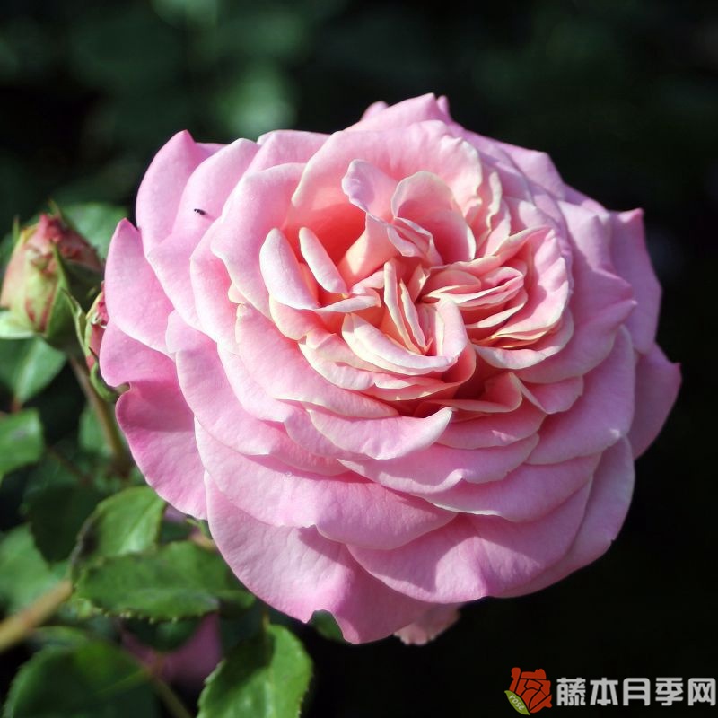 艾希莉月季 艾希莉月季