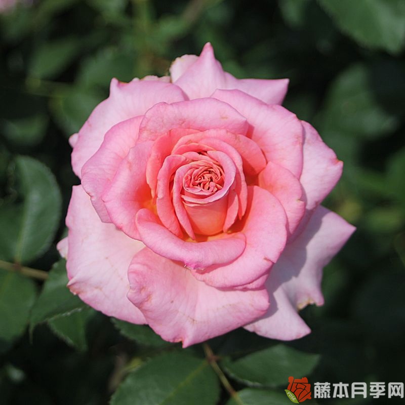 艾希莉月季 艾希莉月季
