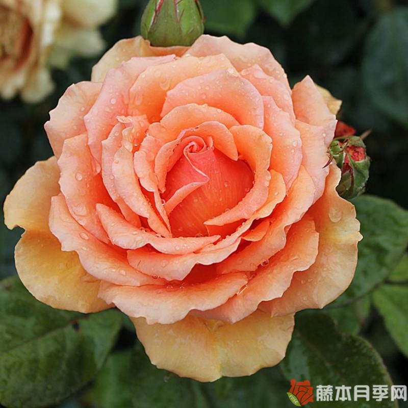 道场/阿什拉姆月季 道场/阿什拉姆月季