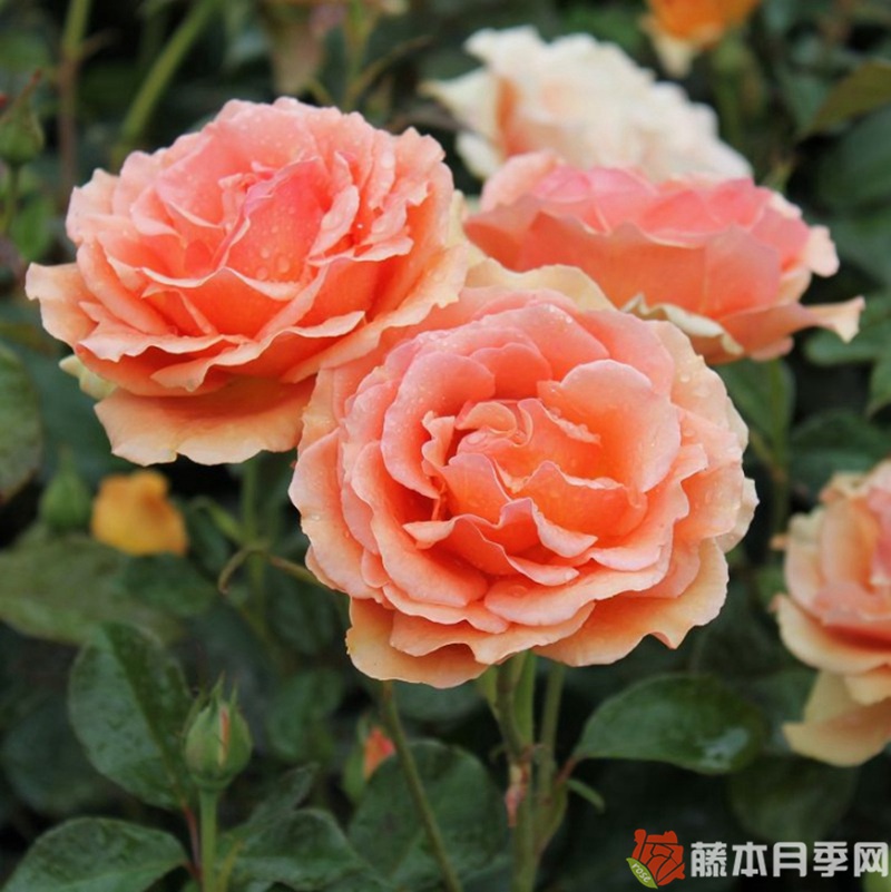 道场/阿什拉姆月季 道场/阿什拉姆月季