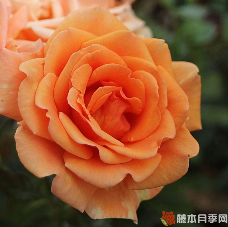 道场/阿什拉姆月季 道场/阿什拉姆月季