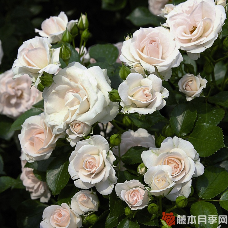 阿司匹林月季 阿司匹林月季