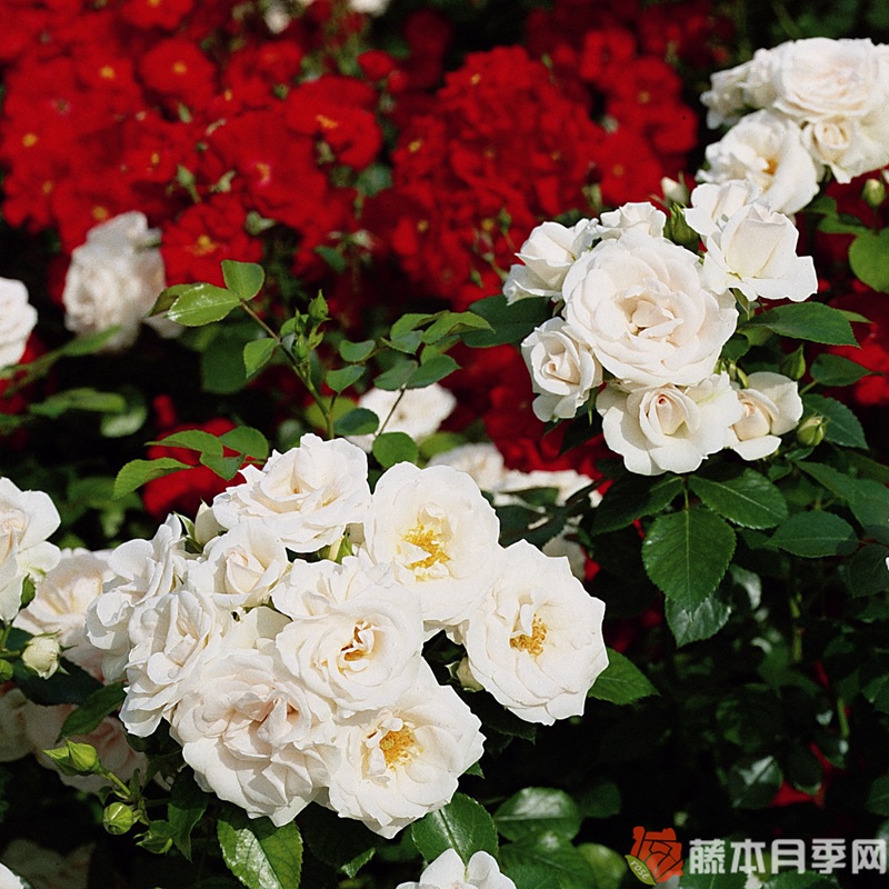 阿司匹林月季 阿司匹林月季