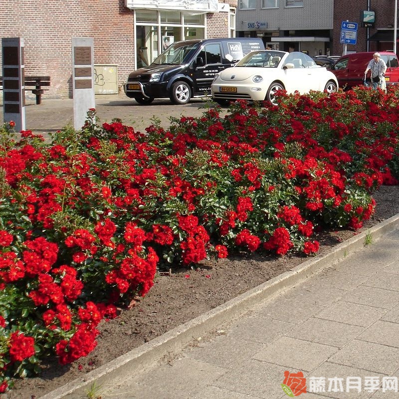奥地利月季 奥地利月季