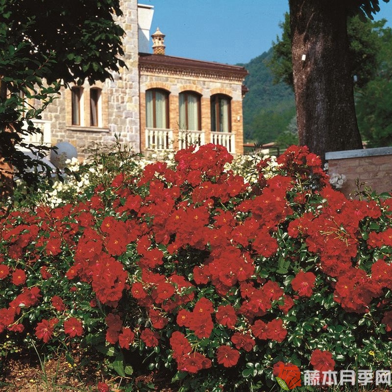 奥地利月季 奥地利月季