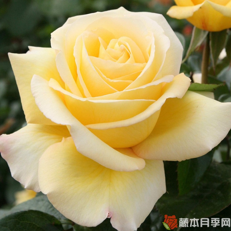 相爱/以爱 相爱/以爱
