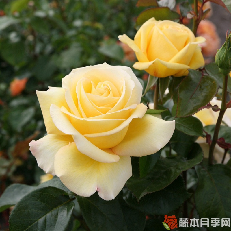 相爱/以爱 相爱/以爱