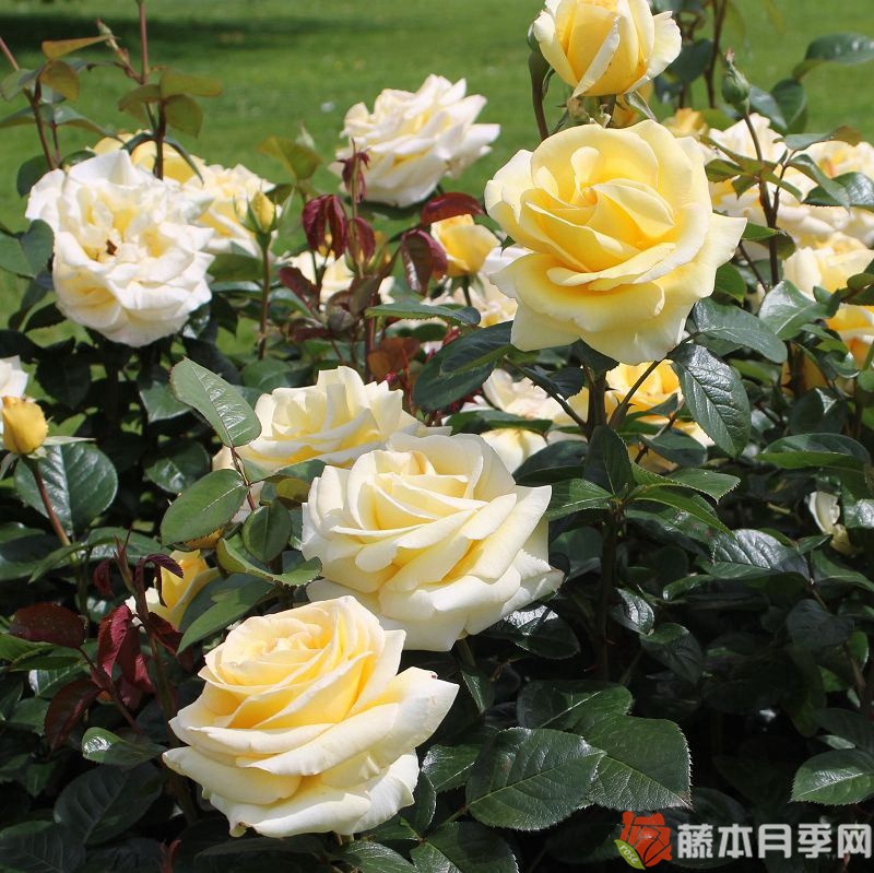 相爱/以爱 相爱/以爱