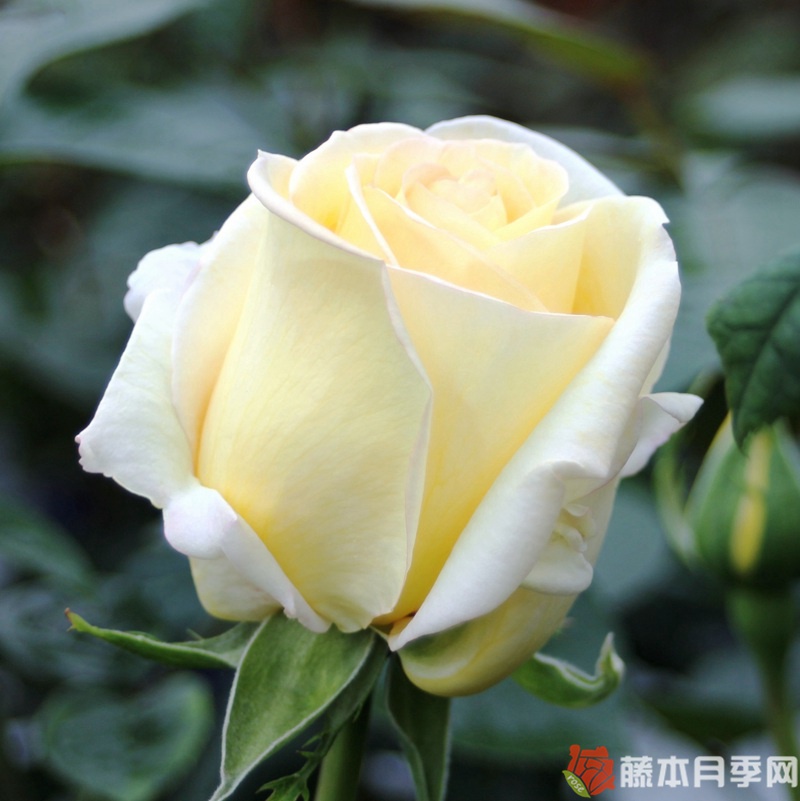 相爱/以爱 相爱/以爱