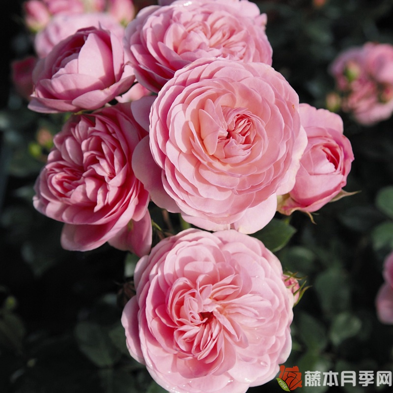 白兰度月季 白兰度月季
