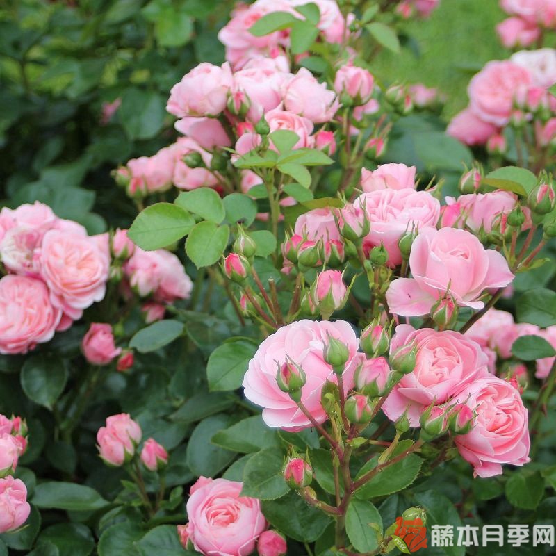 白兰度月季 白兰度月季