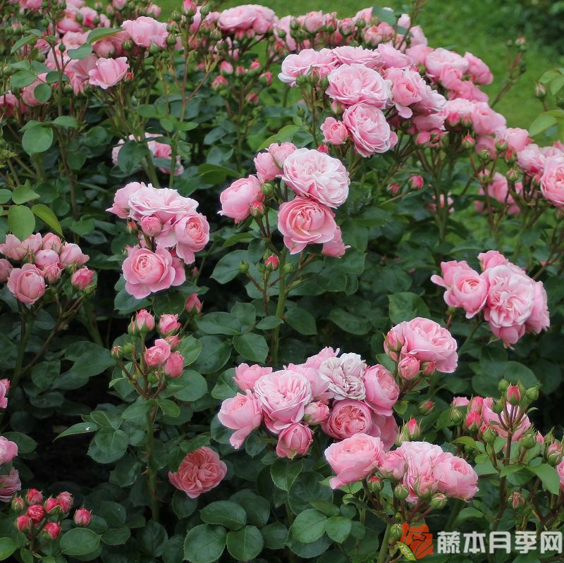 白兰度月季 白兰度月季