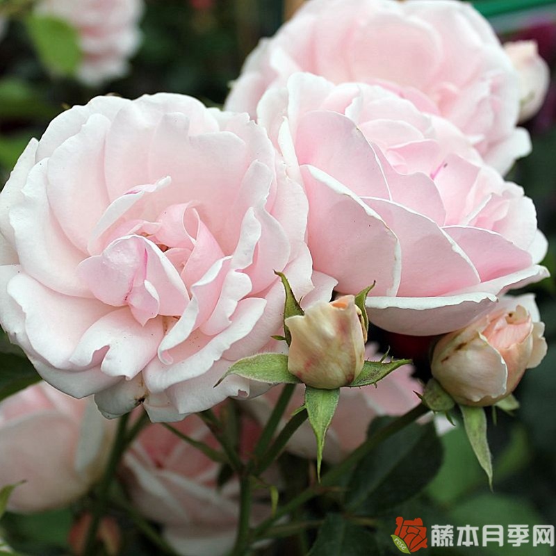 叙事诗月季 叙事诗月季