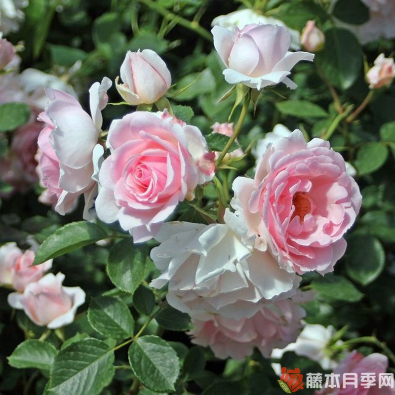 叙事诗月季 叙事诗月季