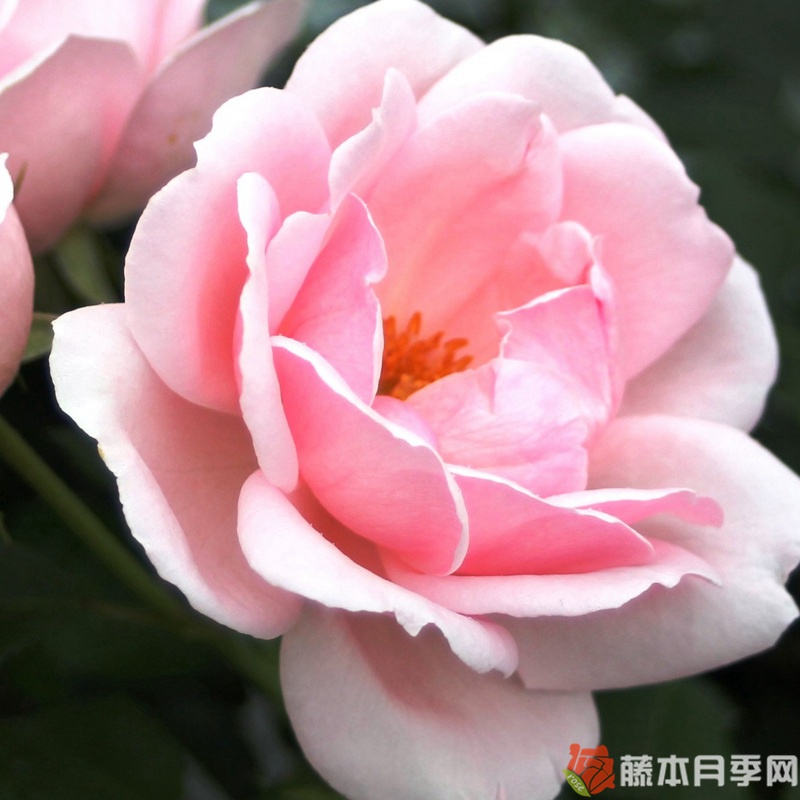叙事诗月季 叙事诗月季