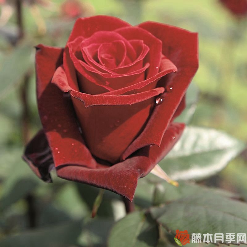 巴克罗月季 巴克罗月季