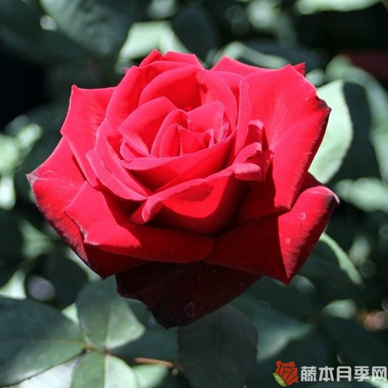 巴克罗月季 巴克罗月季