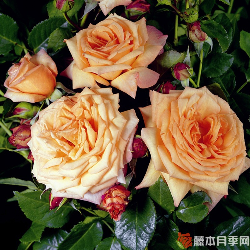 巴洛克月季 巴洛克月季