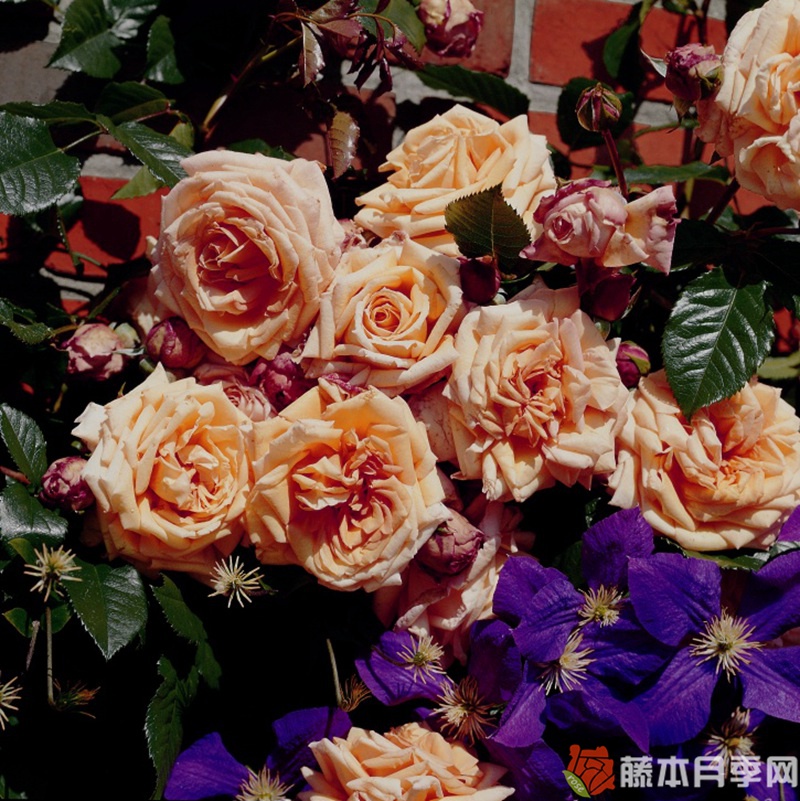 巴洛克月季 巴洛克月季