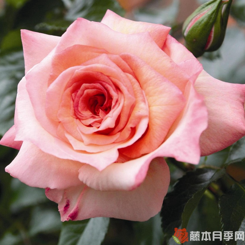 巴洛克月季 巴洛克月季