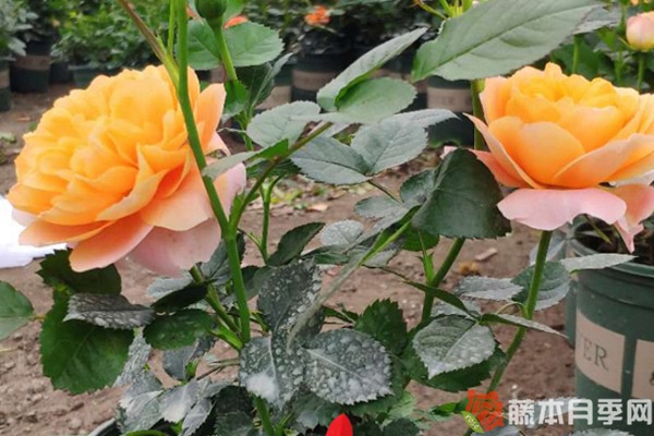 假日公主月季优缺点 假日公主月季优缺点