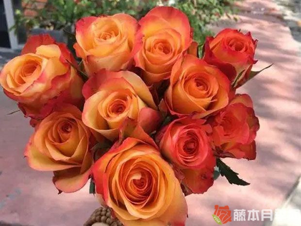 金辉玫瑰月季优缺点 金辉玫瑰月季优缺点