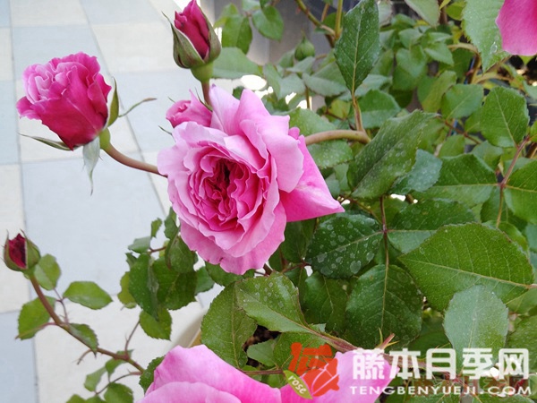 神仆天使(阿比迪) 神仆天使(阿比迪)