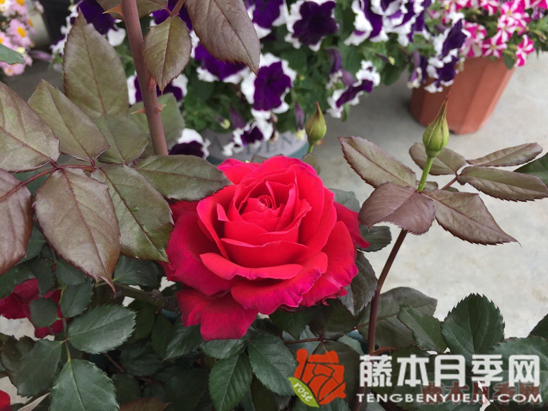 米迦勒大天使(天使长)月季 米迦勒大天使(天使长)月季