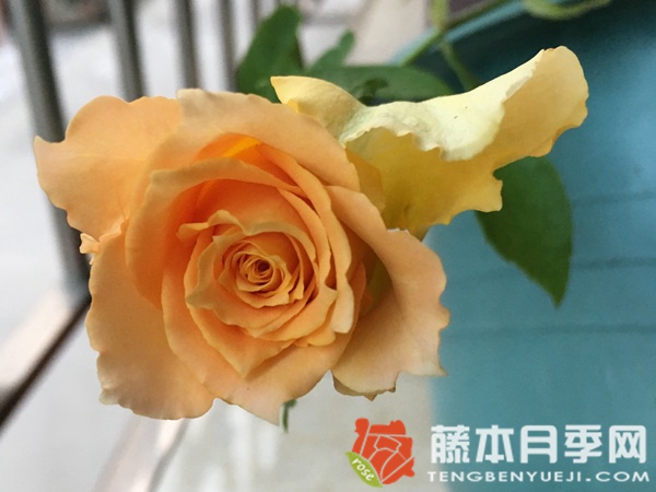 乌列/神之焰月季优缺点 乌列/神之焰月季优缺点