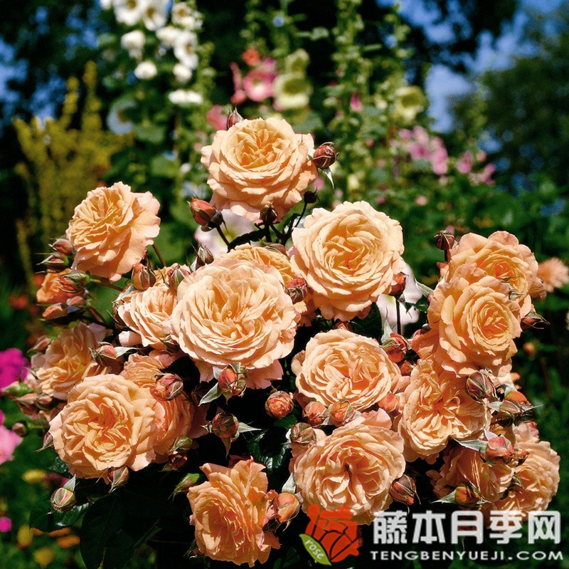 巴维迪尔/丽城 巴维迪尔/丽城