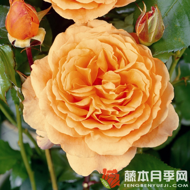 巴维迪尔/丽城 巴维迪尔/丽城