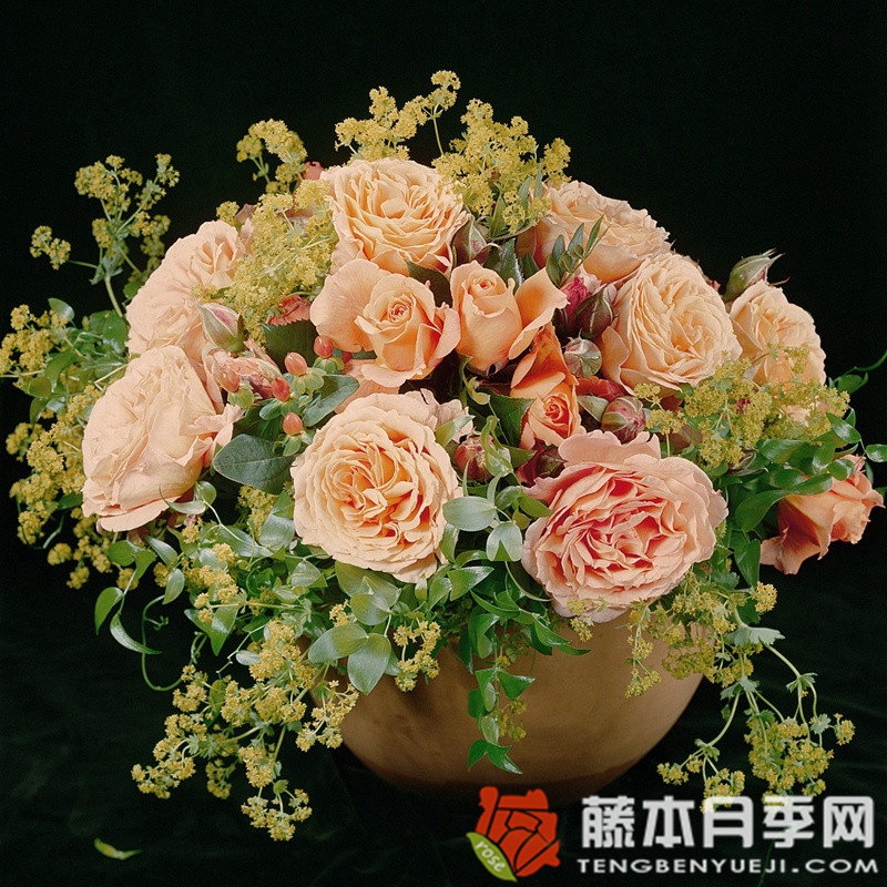 巴维迪尔/丽城 巴维迪尔/丽城