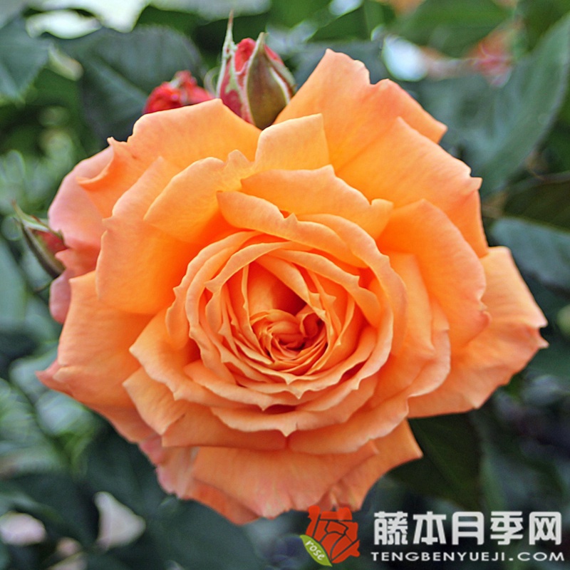 巴维迪尔/丽城 巴维迪尔/丽城