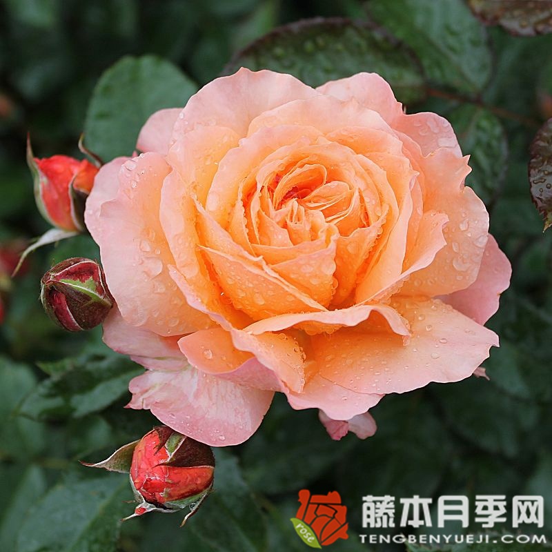 巴维迪尔/丽城 巴维迪尔/丽城
