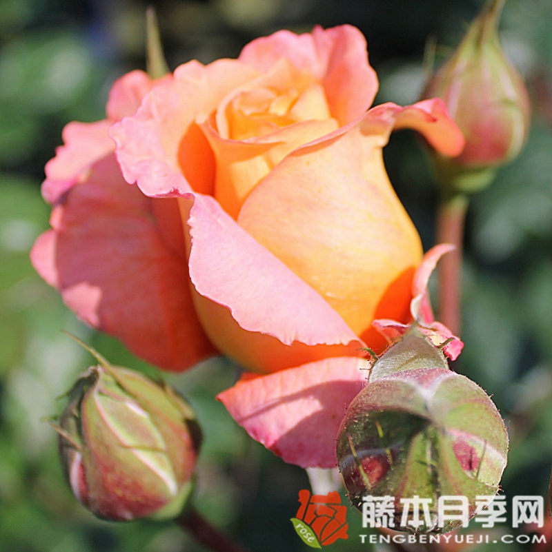 巴维迪尔/丽城 巴维迪尔/丽城