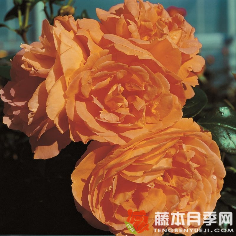 伯恩斯坦月季 伯恩斯坦月季