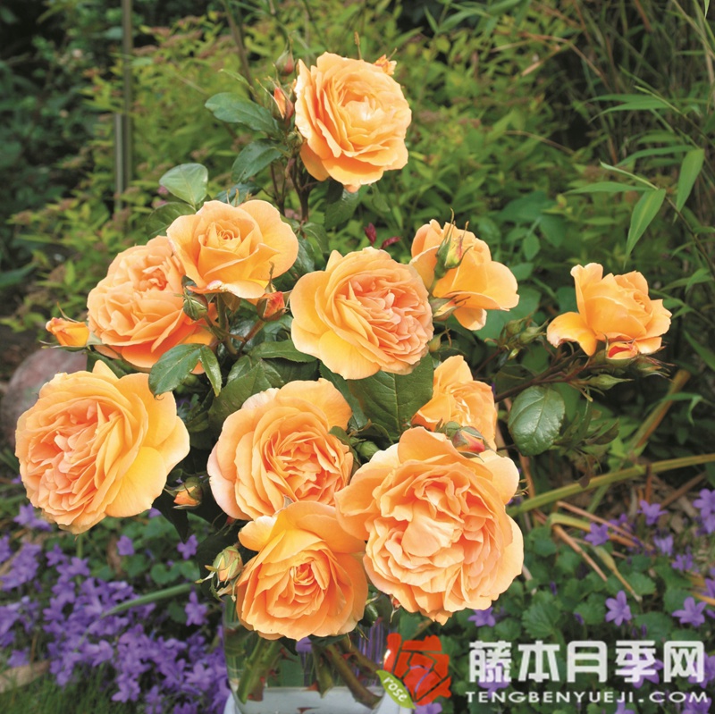 伯恩斯坦月季 伯恩斯坦月季