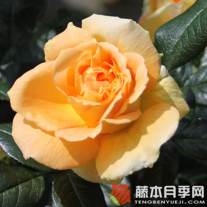 伯恩斯坦月季 伯恩斯坦月季