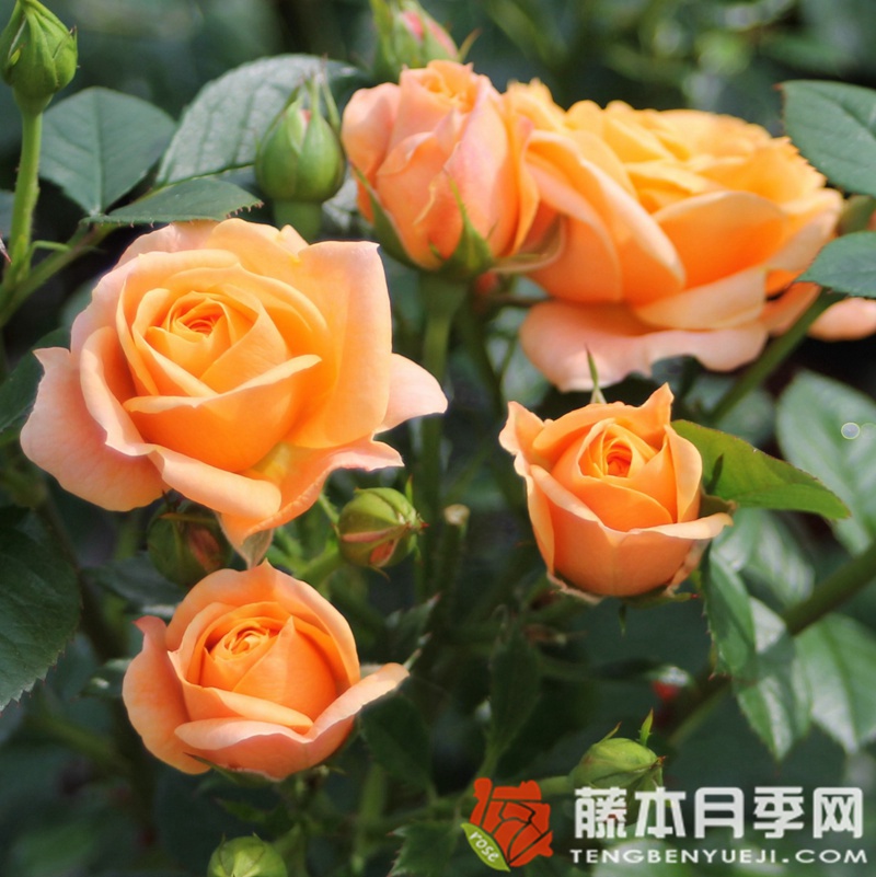 伯恩斯坦月季 伯恩斯坦月季
