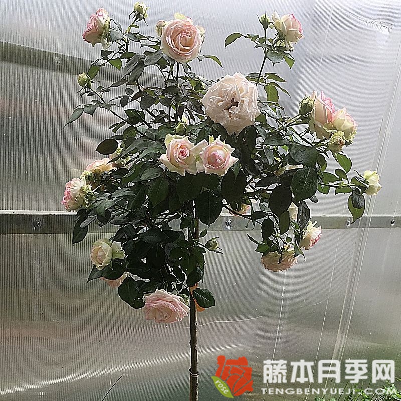 彼德迈尔/毕德麦雅月季 彼德迈尔/毕德麦雅月季