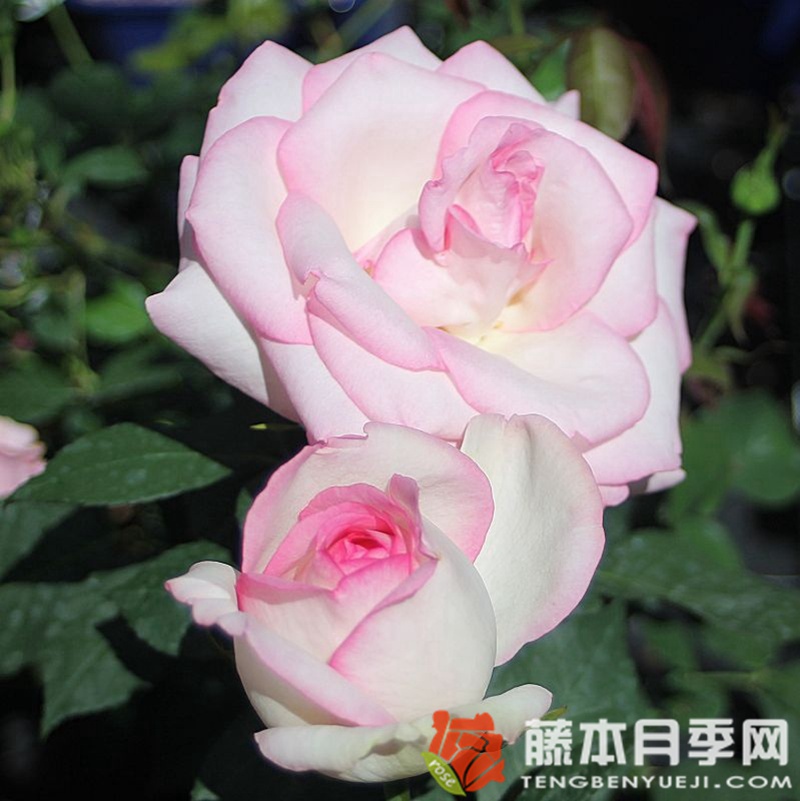 彼德迈尔/毕德麦雅月季 彼德迈尔/毕德麦雅月季