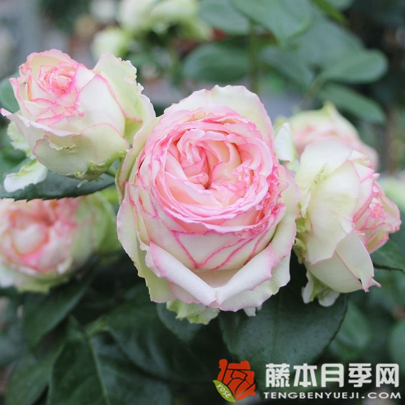 彼德迈尔/毕德麦雅月季 彼德迈尔/毕德麦雅月季