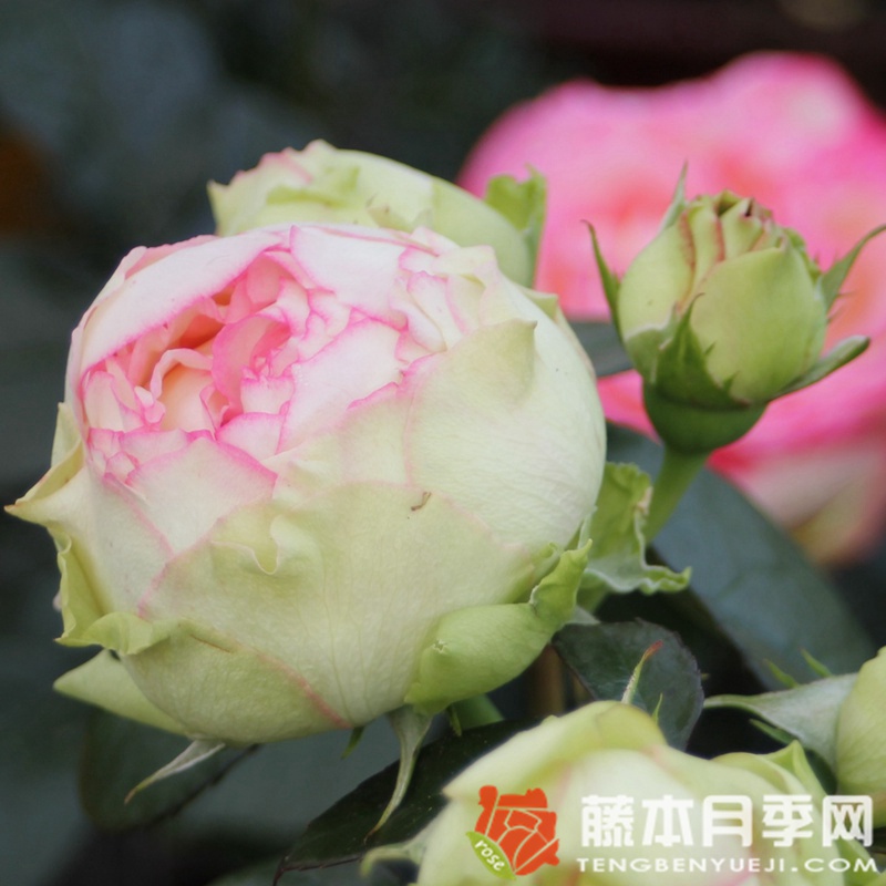 彼德迈尔/毕德麦雅月季 彼德迈尔/毕德麦雅月季
