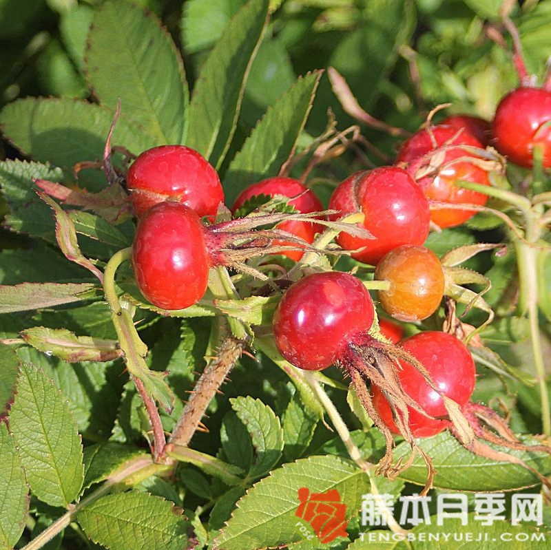 蜜蜂之友斯特兰德珀尔 蜜蜂之友斯特兰德珀尔