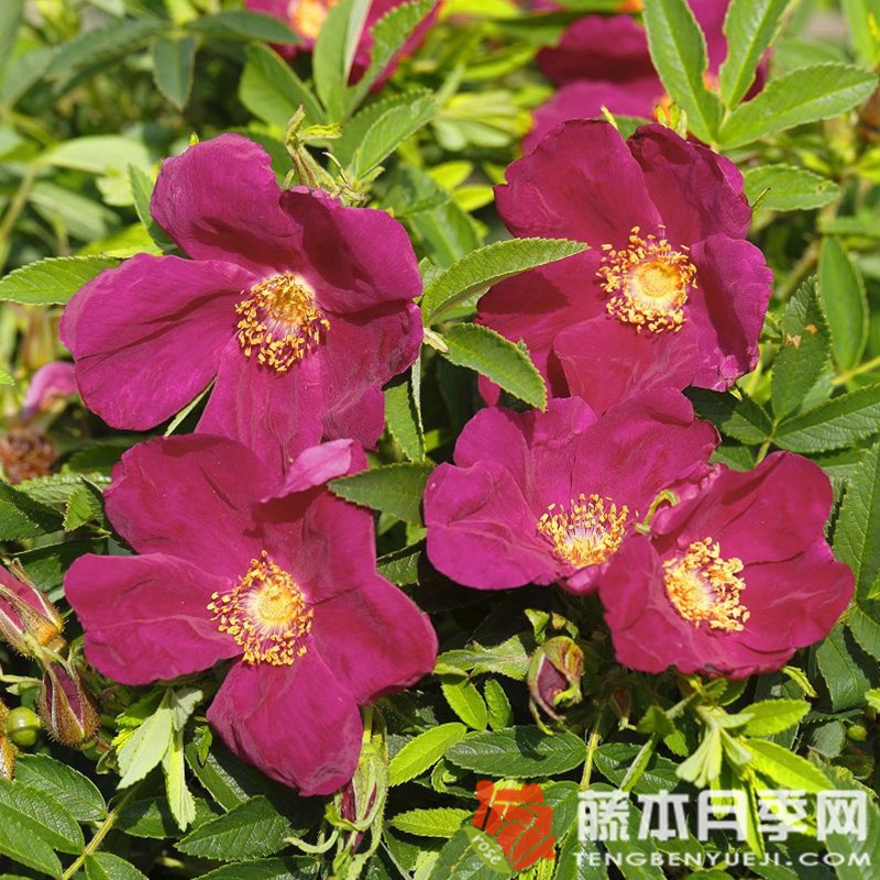 蜜蜂之友斯特兰德珀尔 蜜蜂之友斯特兰德珀尔