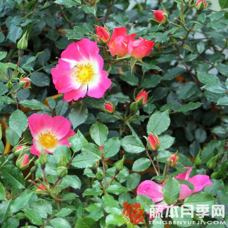 蜜蜂乐园(双色) 蜜蜂乐园(双色)
