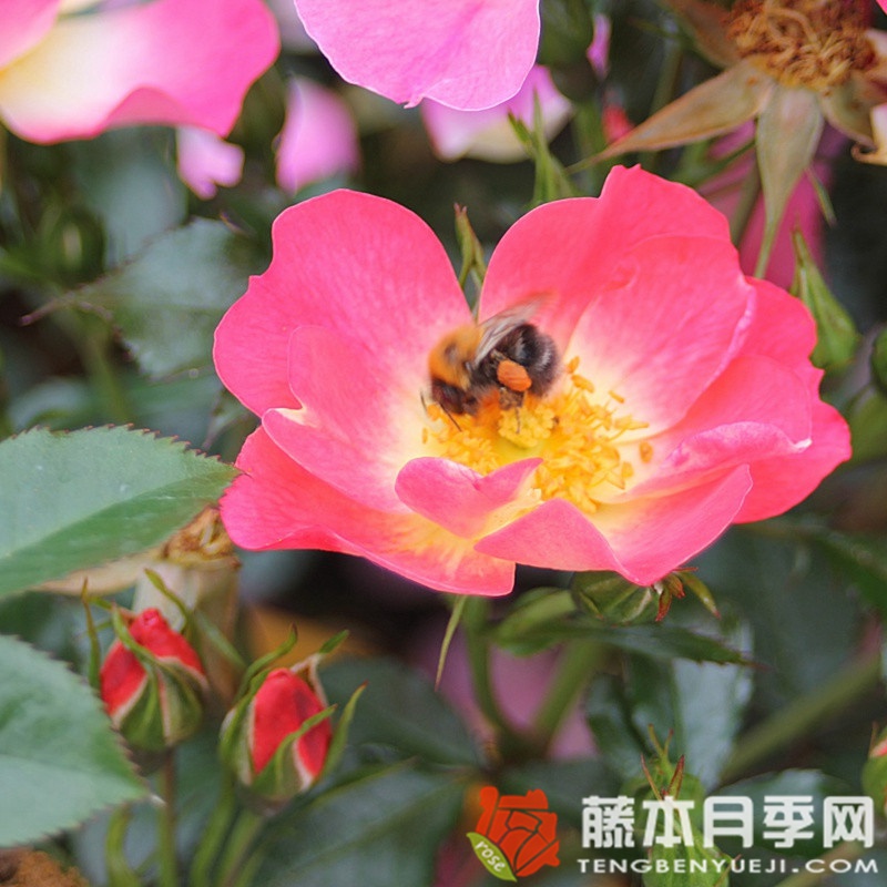 蜜蜂乐园(双色) 蜜蜂乐园(双色)