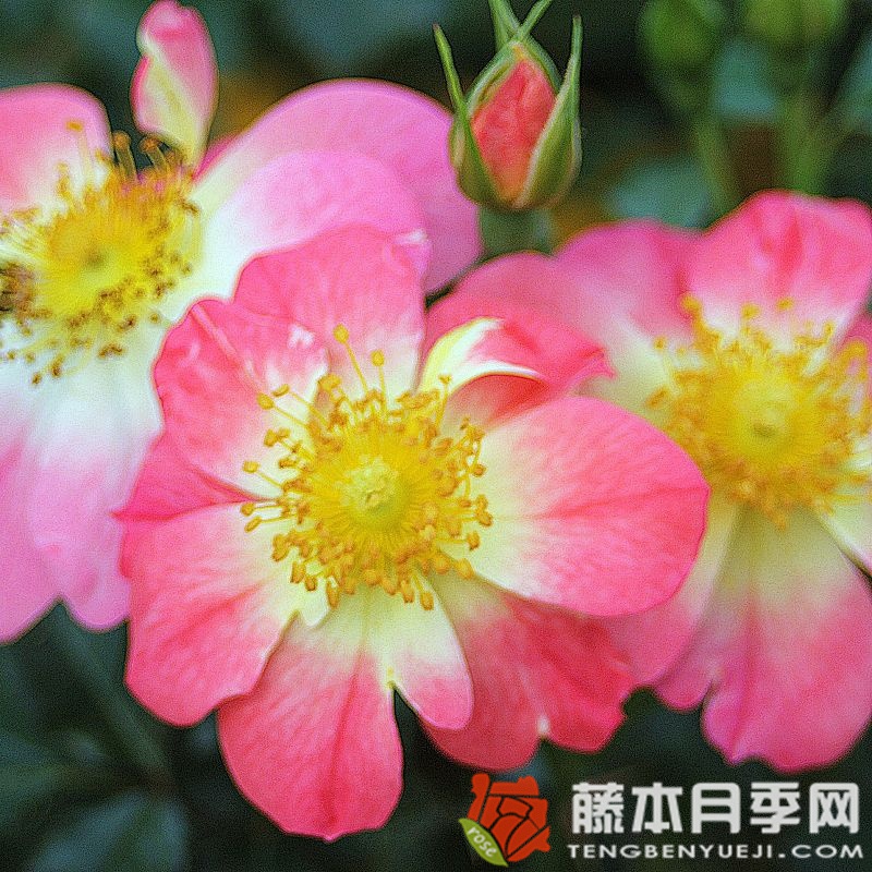 蜜蜂乐园(双色) 蜜蜂乐园(双色)